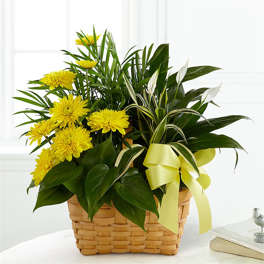Loving Light Dishgarden – Bath County Florist, Owingsville KY