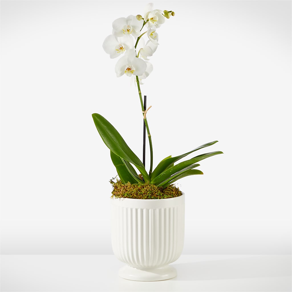 Whispering White Orchid – Bath County Florist, Owingsville KY