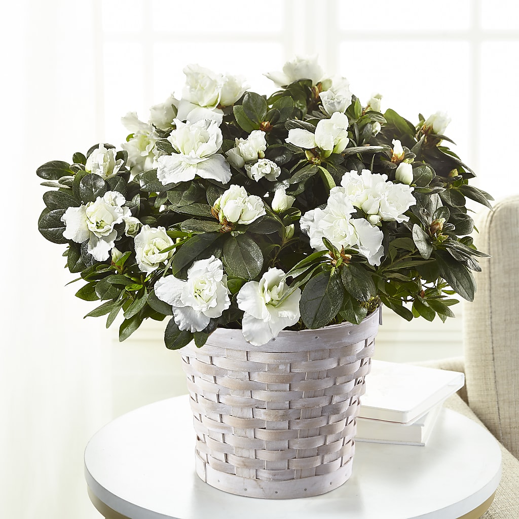 White Azalea Plant – Bath County Florist, Owingsville KY