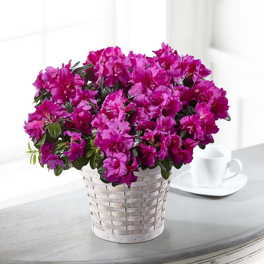 Hope & Serenity Azalea Plant – Bath County Florist, Owingsville KY