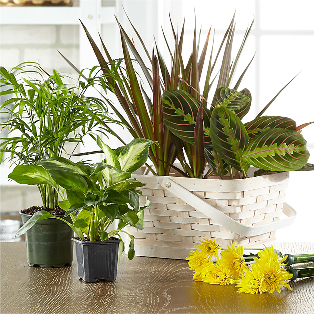 Florist Designed Blooming and Green Plants in a Basket –  Bath County Florist, Owingsville KY