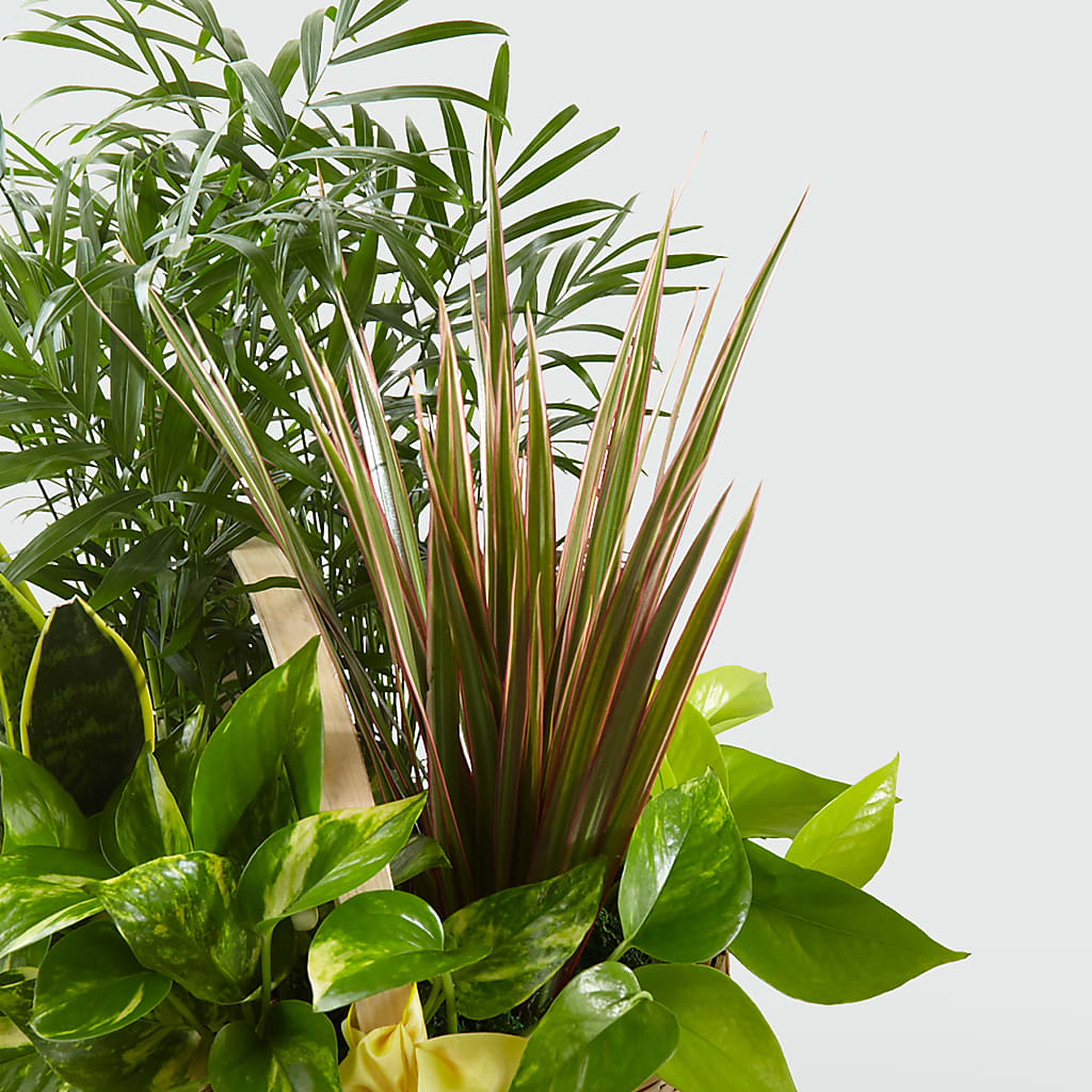 French Garden –  Bath County Florist, Owingsville KY