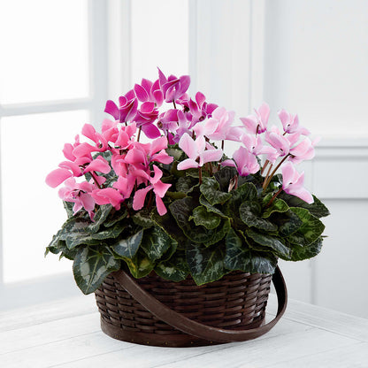 Mixed Cyclamen Planter –  Bath County Florist, Owingsville KY