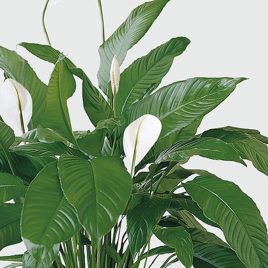 Tranquil Moments Peace Lily Plant –  Bath County Florist, Owingsville KY