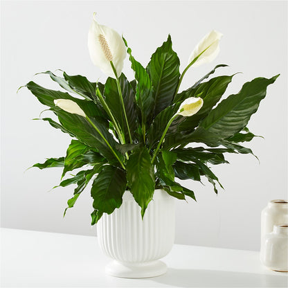 Comfort Planter –  Bath County Florist, Owingsville KY