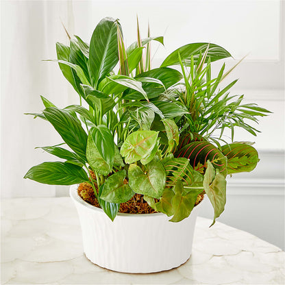 Balance & Harmony Dishgarden –  Bath County Florist, Owingsville KY