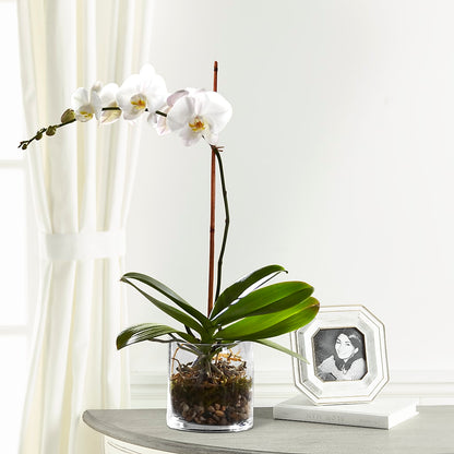 White Orchid Planter –  Bath County Florist, Owingsville KY