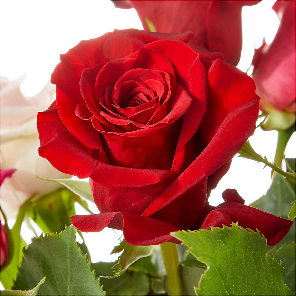 Love Notes Rose Bouquet –  Bath County Florist, Owingsville KY